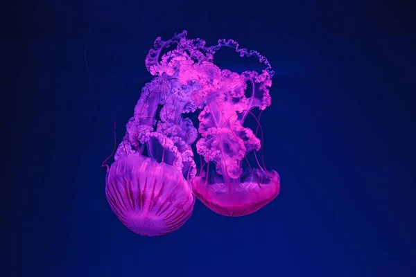 Podwodne Fotografowanie Pięknej Chrysaora Hiysoscella Zbliżenie — Zdjęcie stockowe