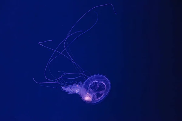 Rodaje Submarino Hermosa Medusa Amakusa Pequeña Sanderia Malayensis Cerca — Foto de Stock