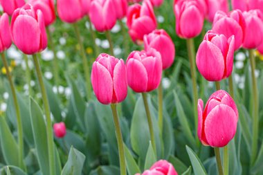 Lale çiçeği, güzel lale tarlası. Yakın plan.