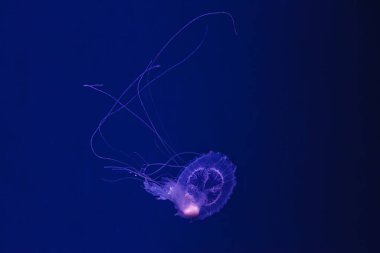 Güzel Amakusa Denizanası 'nın sualtı çekimi küçük (Sanderia Malayensis) yakın çekim