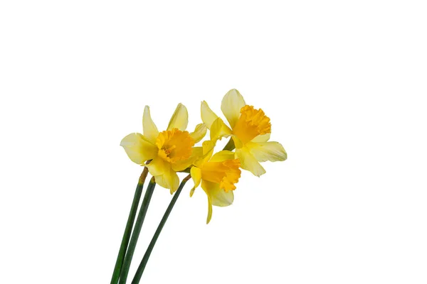 Vackra Gula Blommor Påskliljor Vas Vit Bakgrund Närbild — Stockfoto