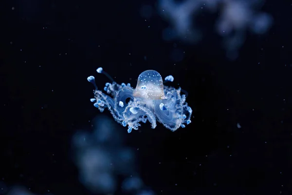 Подводный Снимок Красивой Австралийской Пятнистой Медузы Вблизи — стоковое фото