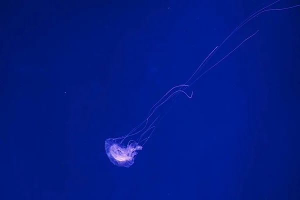 Tiro Subaquático Bela Amakusa Jellyfish Pequeno Sanderia Malayensis Close — Fotografia de Stock