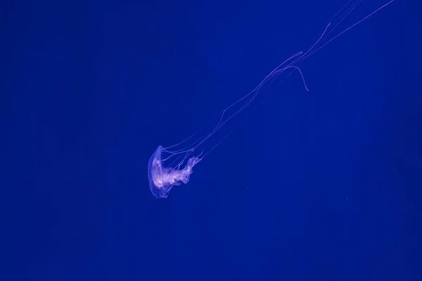 Podwodne Zdjęcia Pięknej Meduzy Amakusa Sanderia Malayensis Zbliżenie — Zdjęcie stockowe
