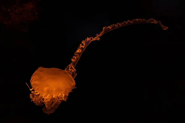 Fotografia Subaquática Belas Medusas Listradas Roxas Chrysaora Colorata Close — Fotografia de Stock