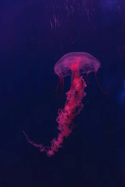 Underwater Photography Beautiful Jellyfish Sanderia Malayensis Close — Stock Photo, Image