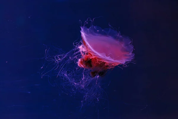 Underwater Photography Beautiful Lion Mane Jellyfish Cyanea Capillata Close — Stock Photo, Image