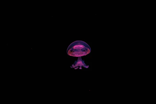 Underwater Photography Beautiful Cannonball Jellyfish Stomolophus Meleagris Close — Stock Photo, Image