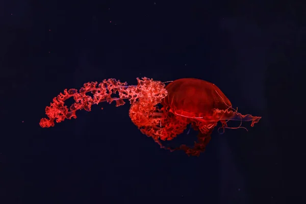 underwater photography of beautiful purple striped jellyfish Chrysaora colorata close up