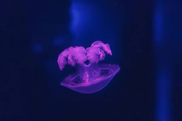 Onderwateropname Van Prachtige Gemarmerde Kwallen Lychnorhiza Lucerna Close — Stockfoto