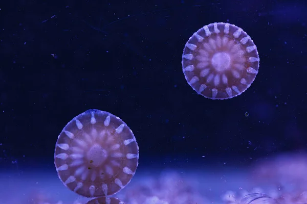 Fotografía Submarina Hermosas Medusas Revés Cassiopeia Andromeda Cerca — Foto de Stock