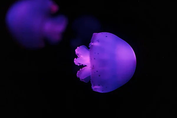 Підводні Зйомки Красивих Медуз Гармат Крупним Планом — стокове фото