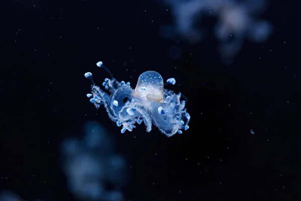 一只美丽的澳大利亚斑点水母在水下拍的照片 — 图库照片