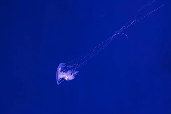 Tiro Subaquático Bela Amakusa Jellyfish Pequeno Sanderia Malayensis Close — Fotografia de Stock