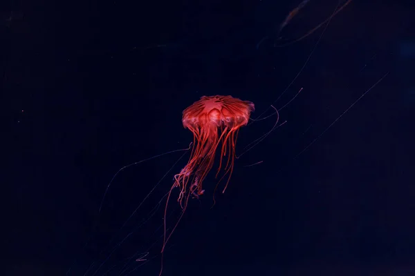 美丽水母的水下摄影 日本海荨麻菊花鱼近照 — 图库照片