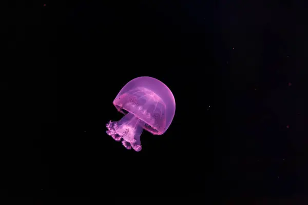 Underwater Photography Beautiful Cannonball Jellyfish Stomolophus Meleagris Close — Stock Photo, Image