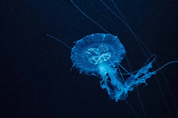 Podwodna Fotografia Pięknego Morza Malajskiego Meduzy Chrysaora Chinensis Zbliżenie — Zdjęcie stockowe