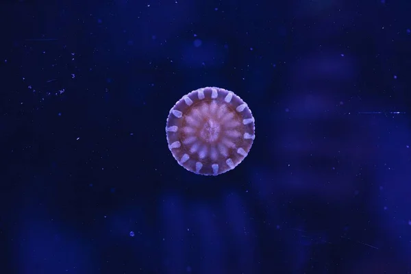 Fotografía Submarina Hermosas Medusas Revés Cassiopeia Andromeda Cerca — Foto de Stock