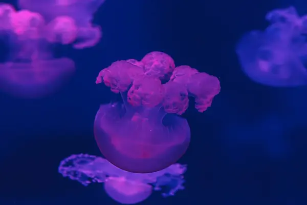 Водой Снимок Красивой Мраморной Медузы Lychnorhiza Lucerna Близко — стоковое фото