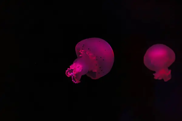 Подводная Стрельба Прекрасной Пушечной Медузы Вблизи — стоковое фото