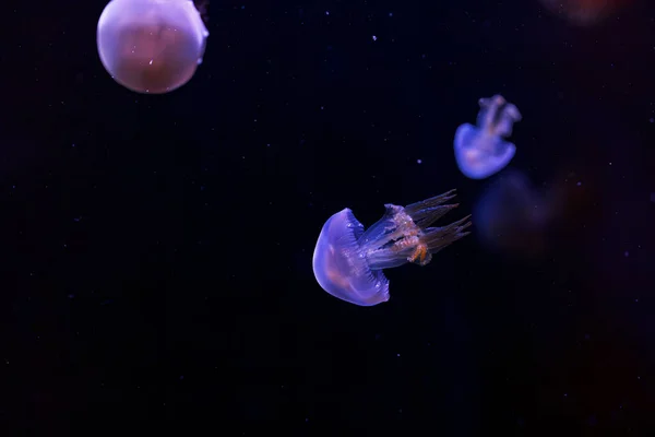 Подводная Фотография Красивой Огненной Медузы Rhopilema Esculentum Close — стоковое фото