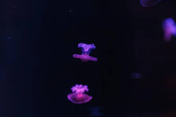 Підводні Зйомки Прекрасної Цукрової Тростини — стокове фото
