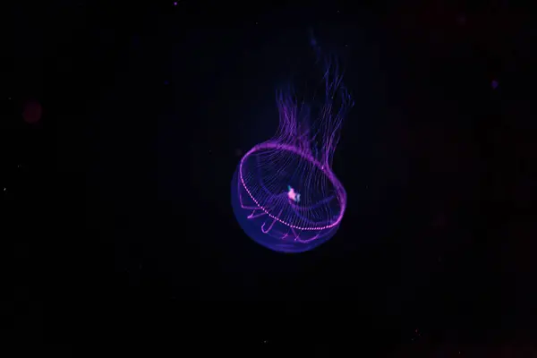 Unterwasseraufnahmen Von Schönen Eirenlactoides Quallen Aus Nächster Nähe — Stockfoto