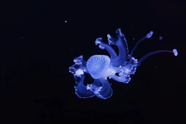 Подводный Снимок Красивой Австралийской Пятнистой Медузы Вблизи Лицензионные Стоковые Фото