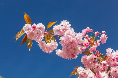 Sakura çiçeği, sakura dalları mavi gökyüzüne yakın çekim.