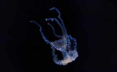 Akdeniz analarının su altı fotoğrafçılığı. Cotylorhiza tuberculata. Yakın plan.