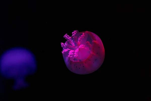 Podvodní Natáčení Krásné Dělová Koule Medúzy Zblízka — Stock fotografie