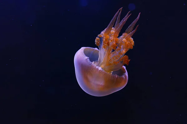 Подводная Фотография Красивой Огненной Медузы Rhopilema Esculentum Close — стоковое фото