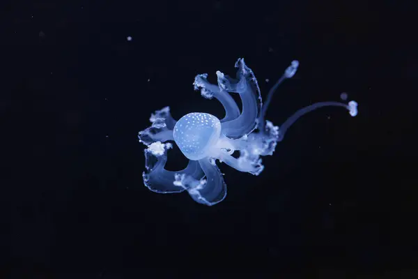 Underwater Shot Beautiful Australian Spotted Jellyfish Close — Stock Photo, Image