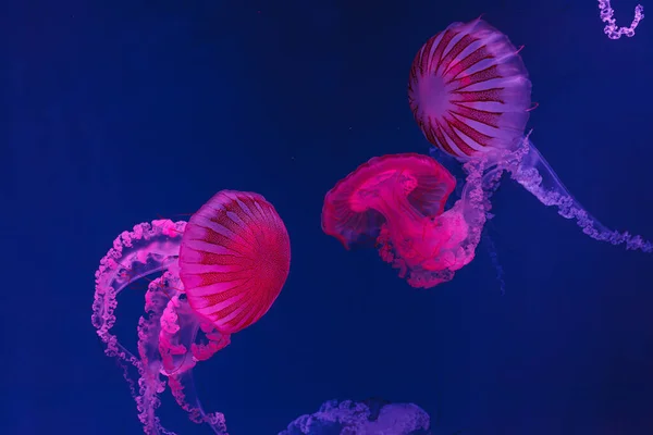 Tiro Bajo Agua Hermosas Medusas Chrysaora Hysoscella Cerca — Foto de Stock
