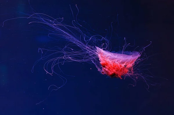 Underwater Photography Beautiful Lion Mane Jellyfish Cyanea Capillata Close — Stock Photo, Image