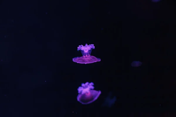 Unterwasseraufnahmen Schöner Cotylorhiza Tuberculata Aus Nächster Nähe — Stockfoto