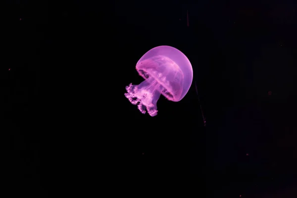 Подводная Фотография Красивой Медузы Пушечного Ядра Stomolophus Meleagris Вблизи — стоковое фото