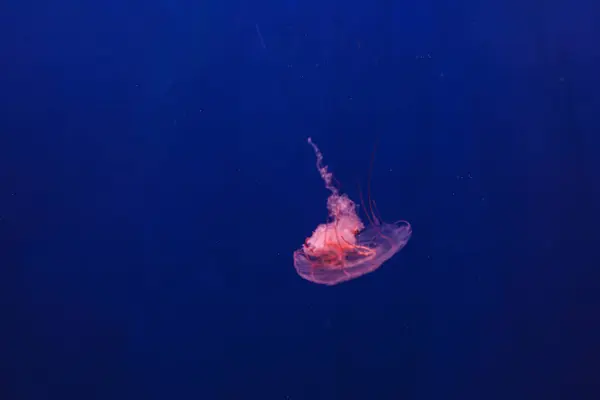 Unterwasseraufnahme Der Schönen Chrysaora Quinquecirha Aus Nächster Nähe — Stockfoto