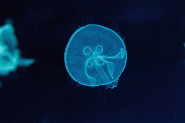 Güzel Aurelia Aurita 'nın sualtı çekimi. Yaklaş.