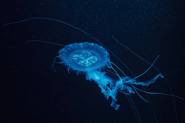 Underwater Photography Beautiful Malaysian Sea Jellyfish Chrysaora Chinensis Close — Stock Photo, Image