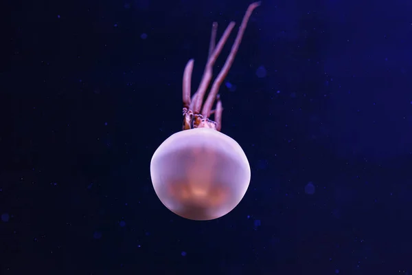 underwater photography of beautiful flame jellyfish rhopilema esculentum close up