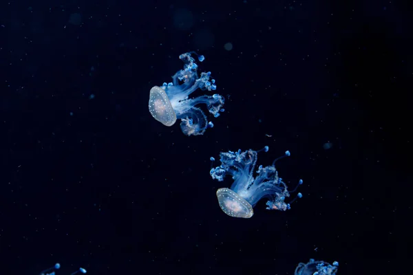Podwodne Ujęcie Pięknej Australijskiej Meduzy Spotted Zbliżenie — Zdjęcie stockowe
