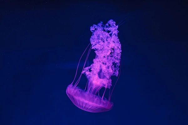 Подводная Съемка Красивой Chrysaora Hysoscella Вблизи — стоковое фото