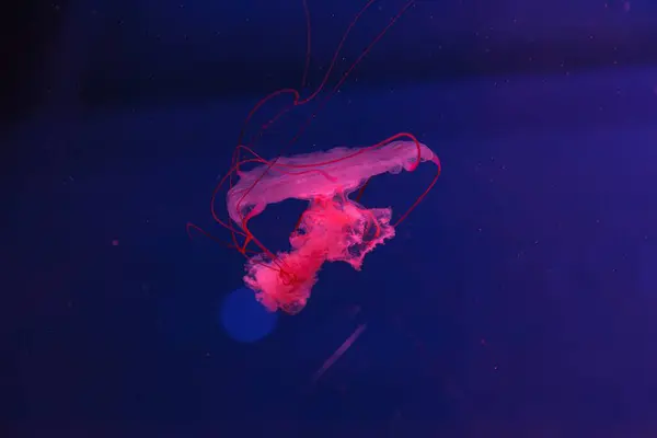 Подводная Фотография Прекрасной Медузы Sanderia Malayensis Вблизи — стоковое фото