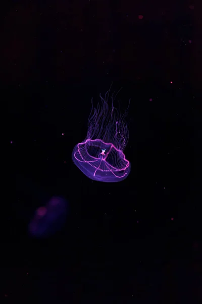 underwater photography of beautiful eirene lactoides jellyfish close up
