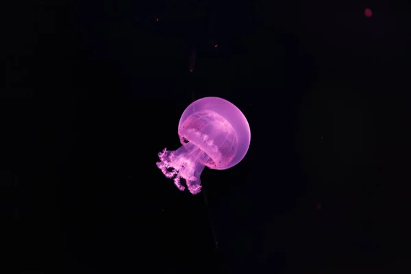 Fotografía Submarina Una Hermosa Medusa Cañón Stomolophus Meleagris Cerca — Foto de Stock