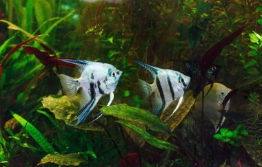 Barbus tetrazona balığının sualtı fotoğrafçılığı
