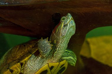 Trachemys 'in senaryosunun sualtı fotoğrafçılığı