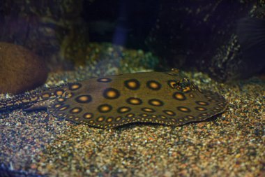 Balık Potamotrygon 'un yakın plan sualtı fotoğrafları.