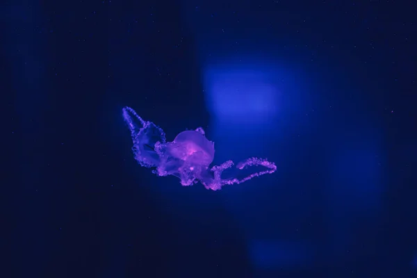 Під Водою Вистрілив Красивий Мармуровий Медуза Lychnorhiza Lucerna — стокове фото